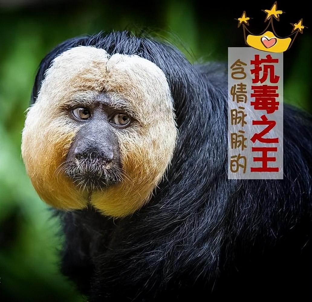 世界上最奇怪的动物之一:白面粗尾猿,你见过吗?