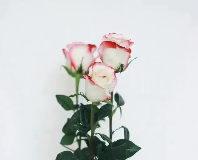 100种玫瑰之32绿薄荷玫瑰