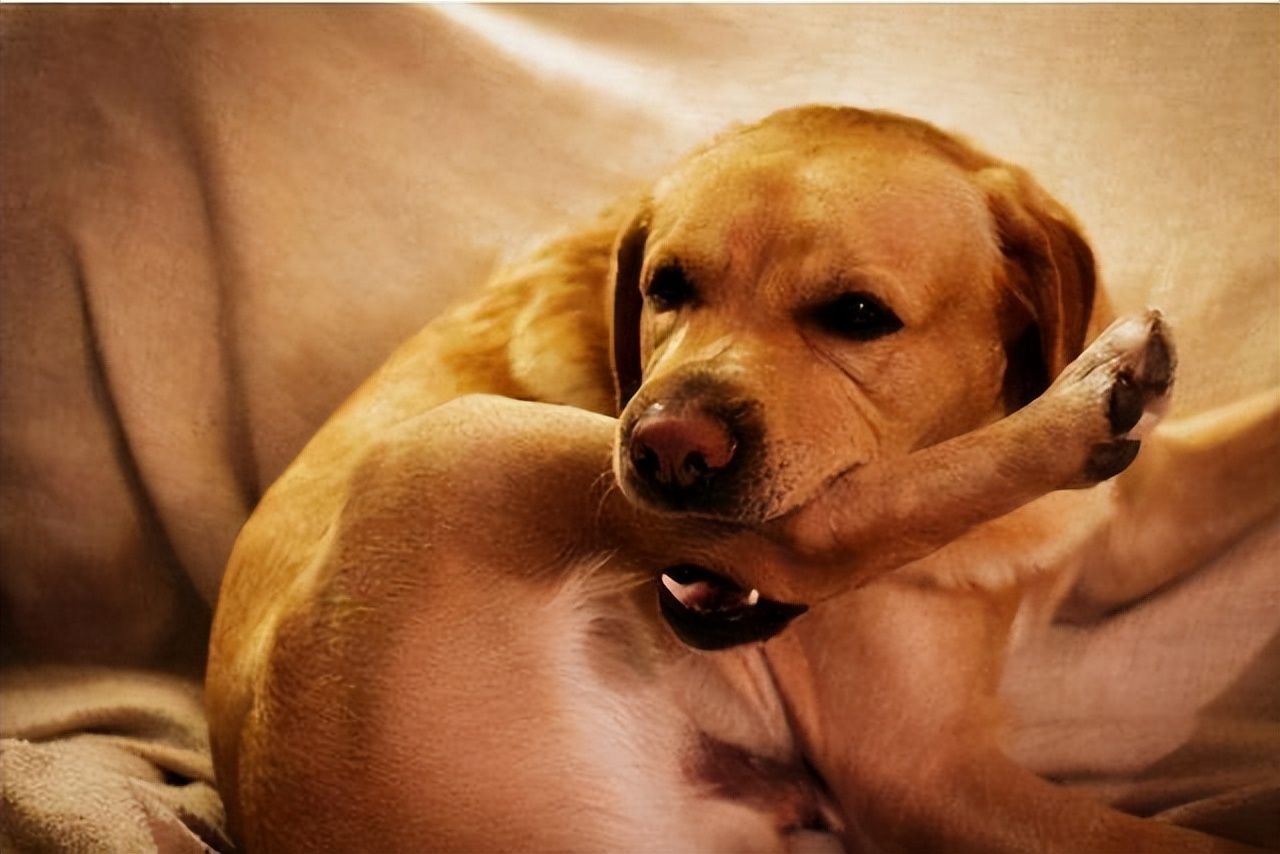 狗狗的沉浸式"舔爪子"的含义有这些,千万别不知道
