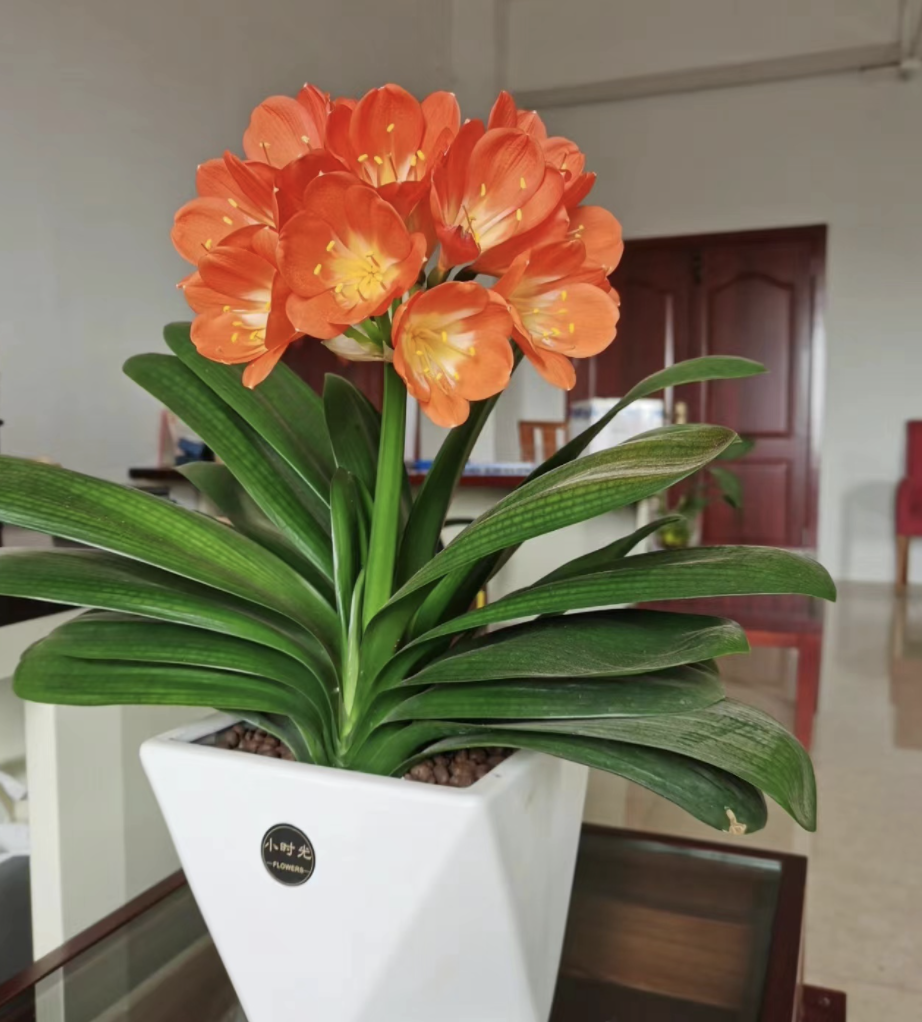 6种"财富花",大盆养不活,小盆憋着养,大爆特爆!