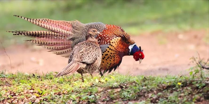 东北野鸡遍地跑为何吃货却不敢下嘴