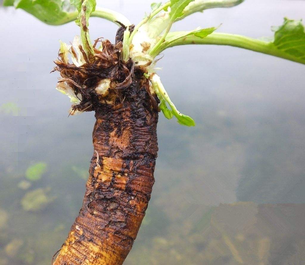 野菠菜根怎么吃图片