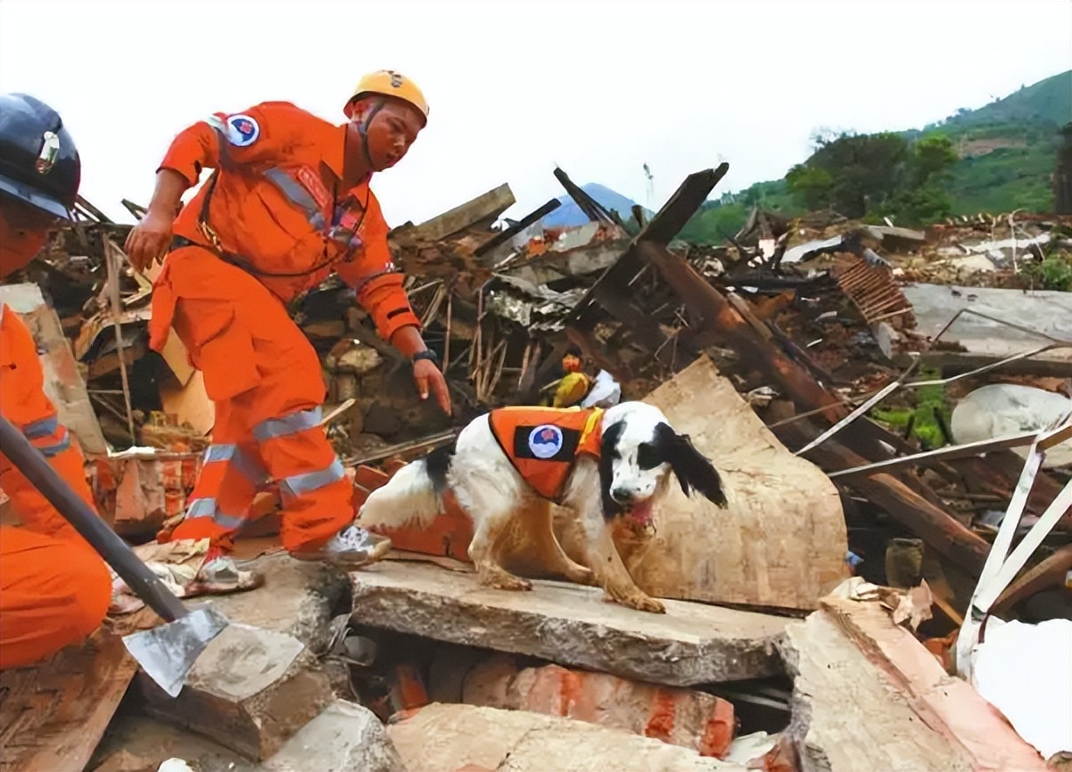 汶川地震14周年,曾为我们拼过命的67只搜救犬,现况如何?