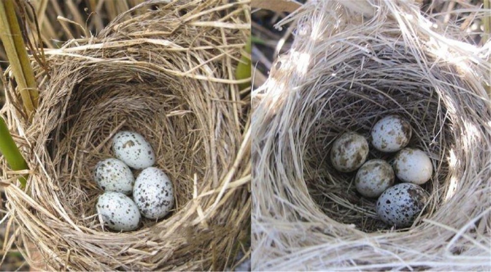 收割完后,布谷鸟高空啼叫的声音消失了,它们飞到何处了?