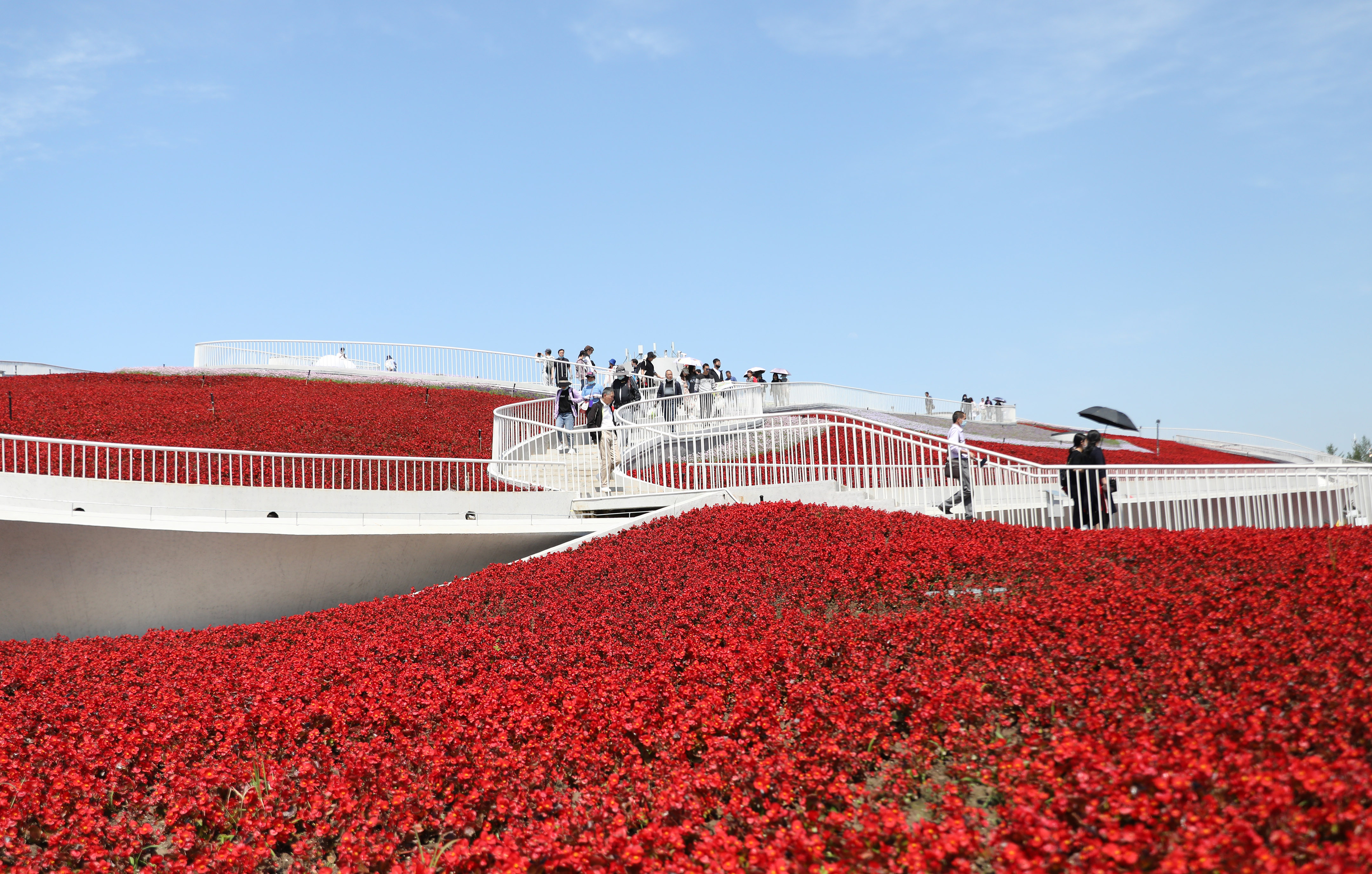 崇明国际花展图片