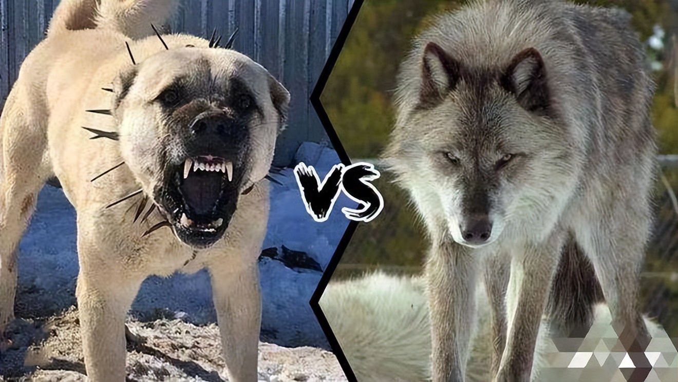 土耳其的国宝级猛犬,土耳其坎高犬,被誉为国家的"外交英雄"?