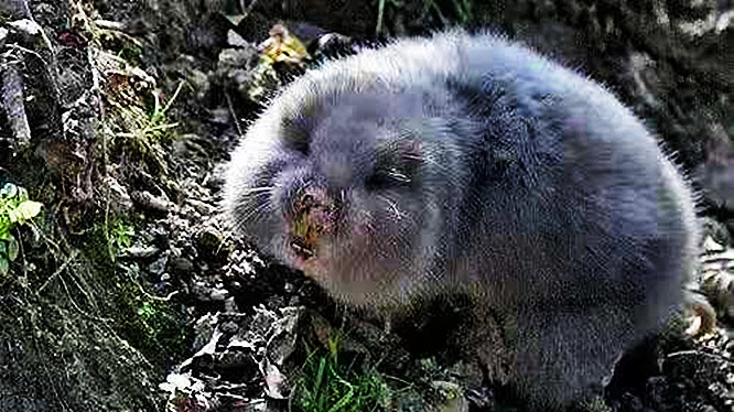 长相像老鼠外号叫地羊,破坏庄稼让人恨,骨头却是虎骨的替代品