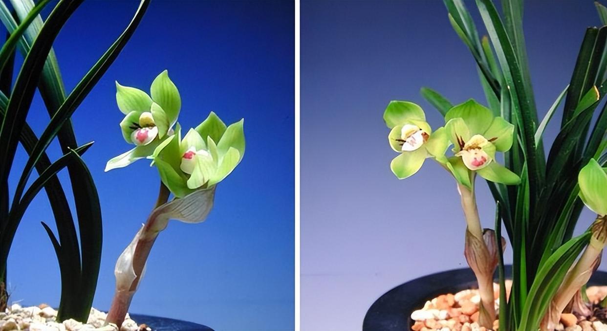 实惠平价的春兰皇后绿云,雍容高贵,艳压群芳,来一睹芳容!