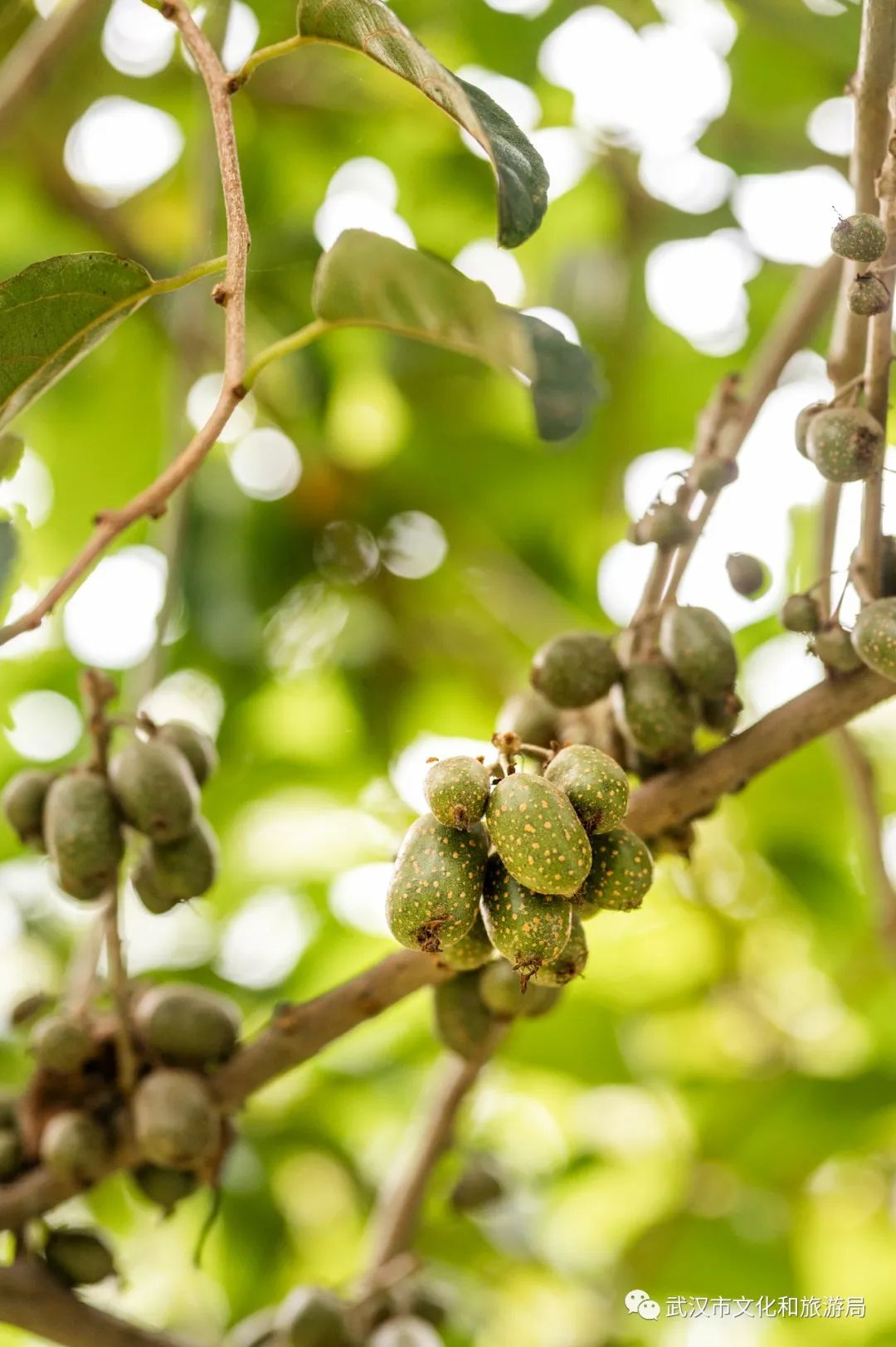 比如园里有一种叫作"阔叶"的猕猴桃,吃起来极酸,但维生素c含量超高