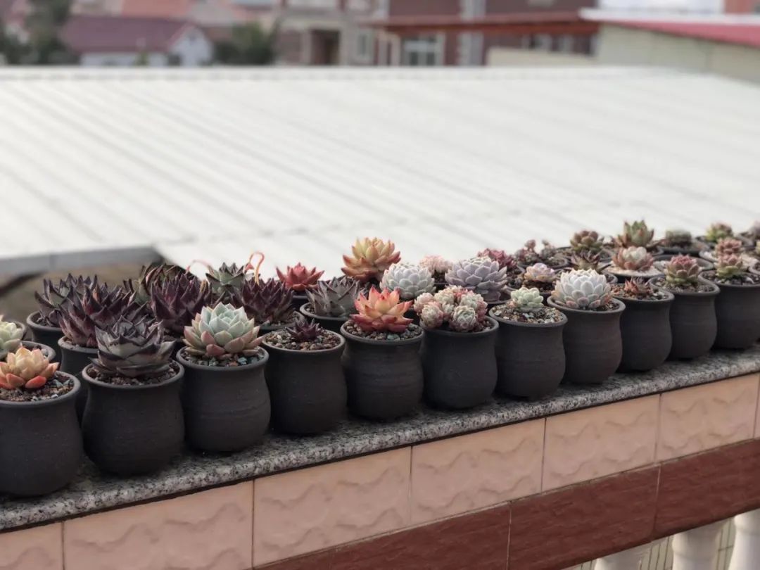 多肉世界哪有什么懒养,只不过都是日复一日的行而不辍