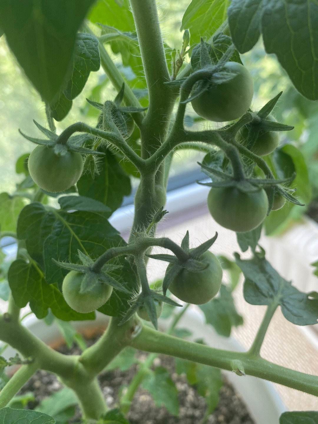 矮生小番茄的种植方法与管理技巧