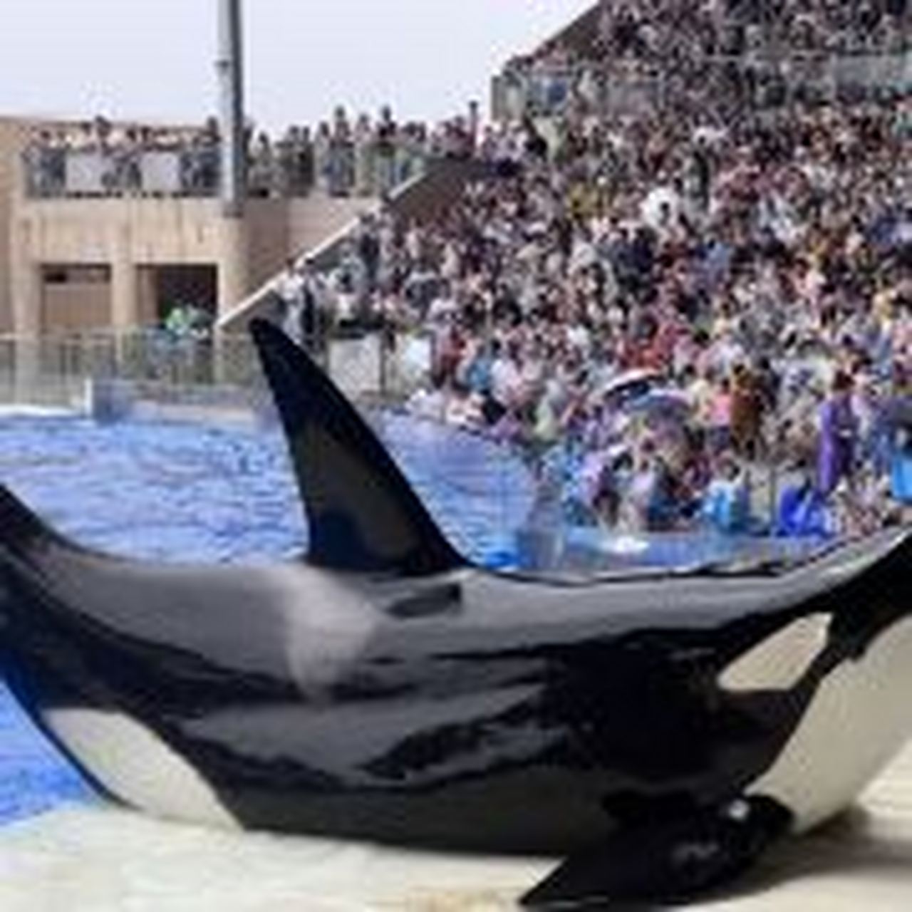 运营时间:9:00-21:00 7415表演时间表(有可能隔一段时间场次会