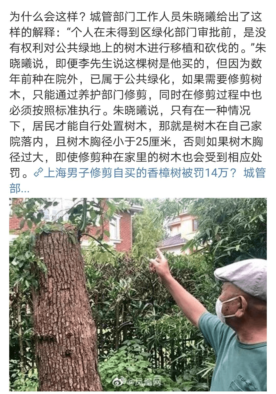 上海男子修剪自买的香樟树被罚14万!为何?