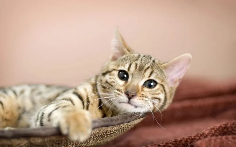 猫咪发出嘶嘶的声音是什么意思?