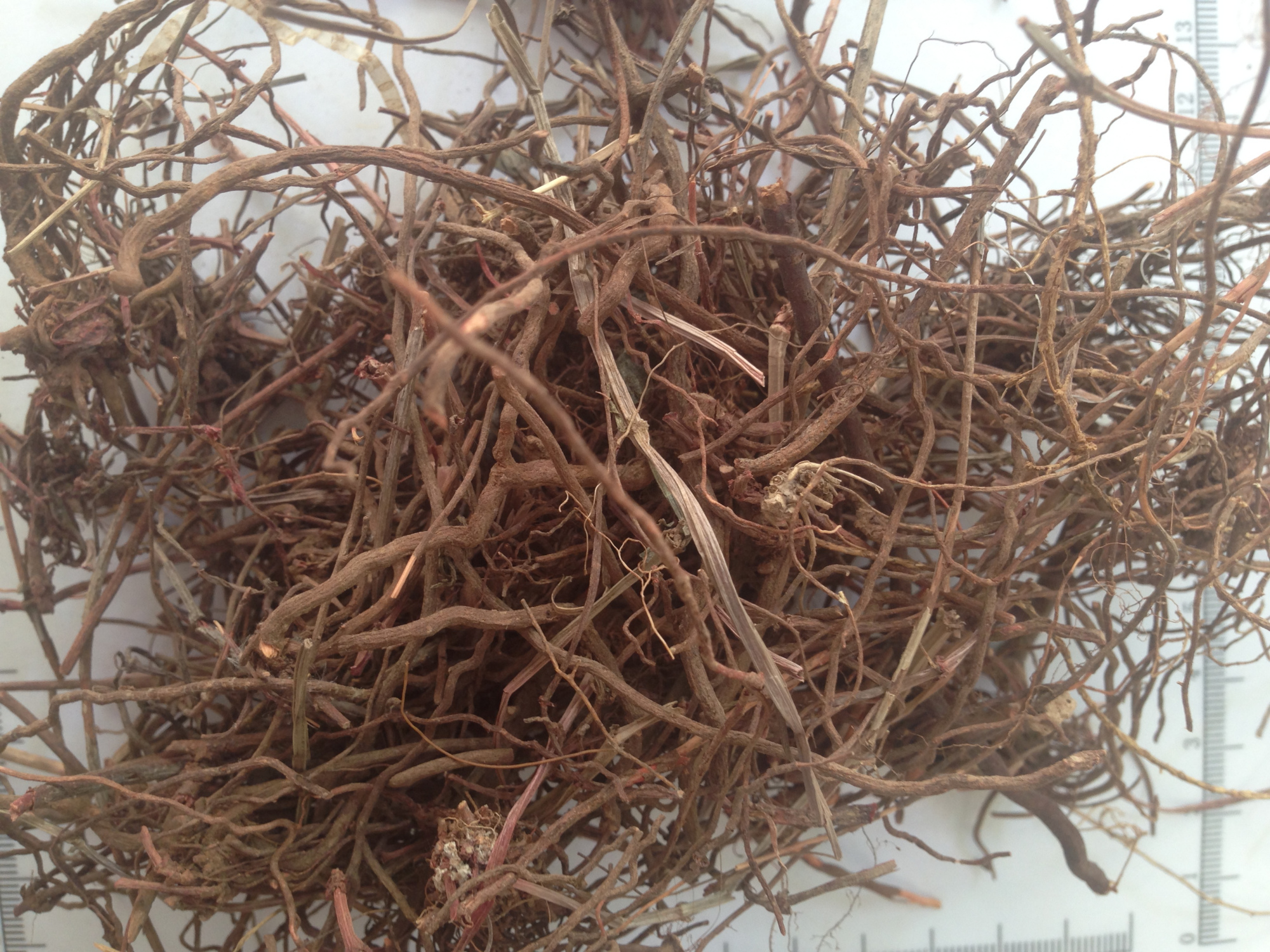 古人用来做红色染料的茜草,它的价值你了解多少?一起来认识一下