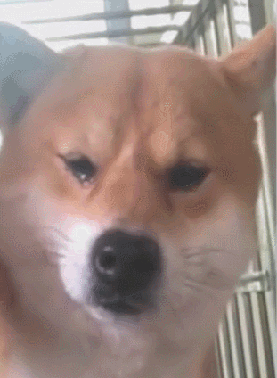 一只狗有这些表现,说明它"讨厌"你了,希望你家狗没有