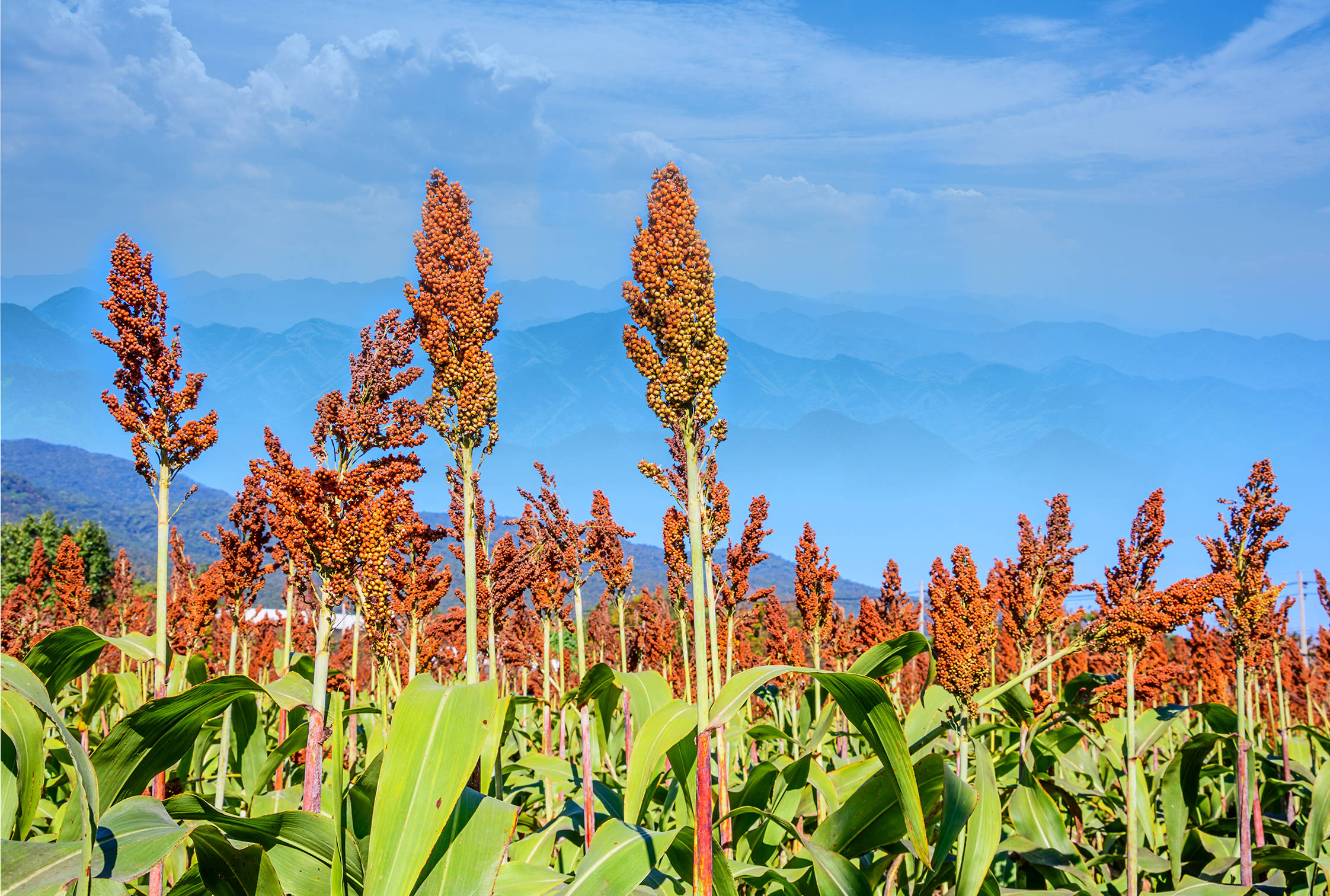 中秋节将至,家中常备3菜1酒,寓意美好,营养滋补,待客倍有面子