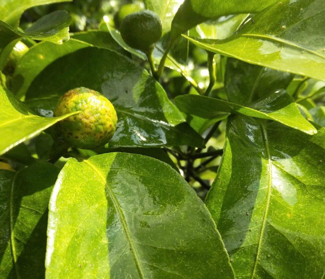 柑橘脂点黄斑病来袭,湿热天气发生多,果农秋梢期需留意