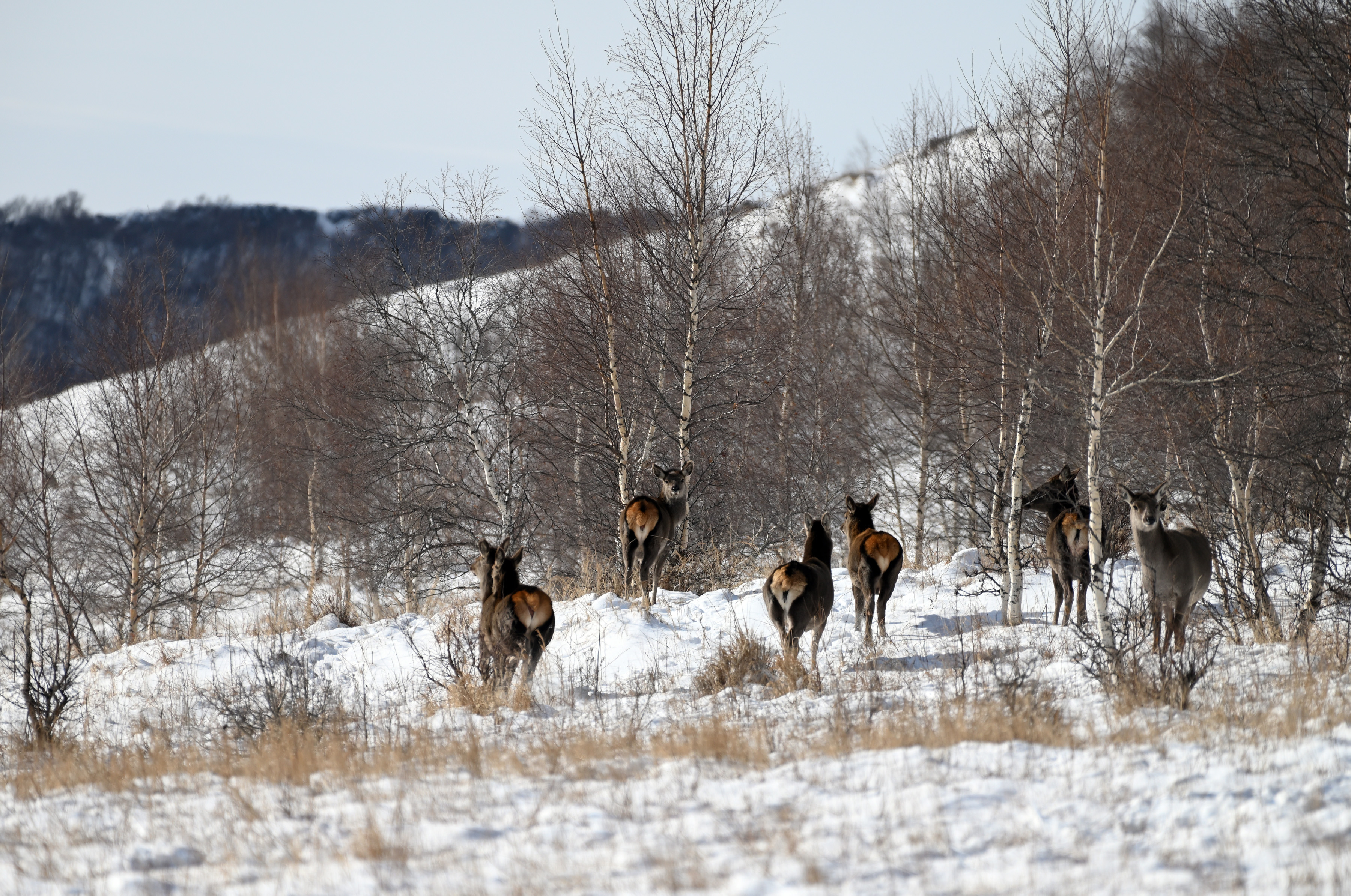 内蒙古黄岗梁国家森林公园野生马鹿增长到3400多只