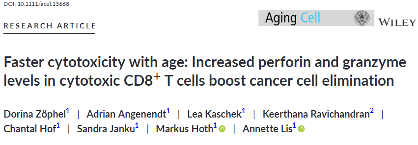 aging cell:颠覆认知!这种免疫细胞无惧衰老,越老杀伤力越强