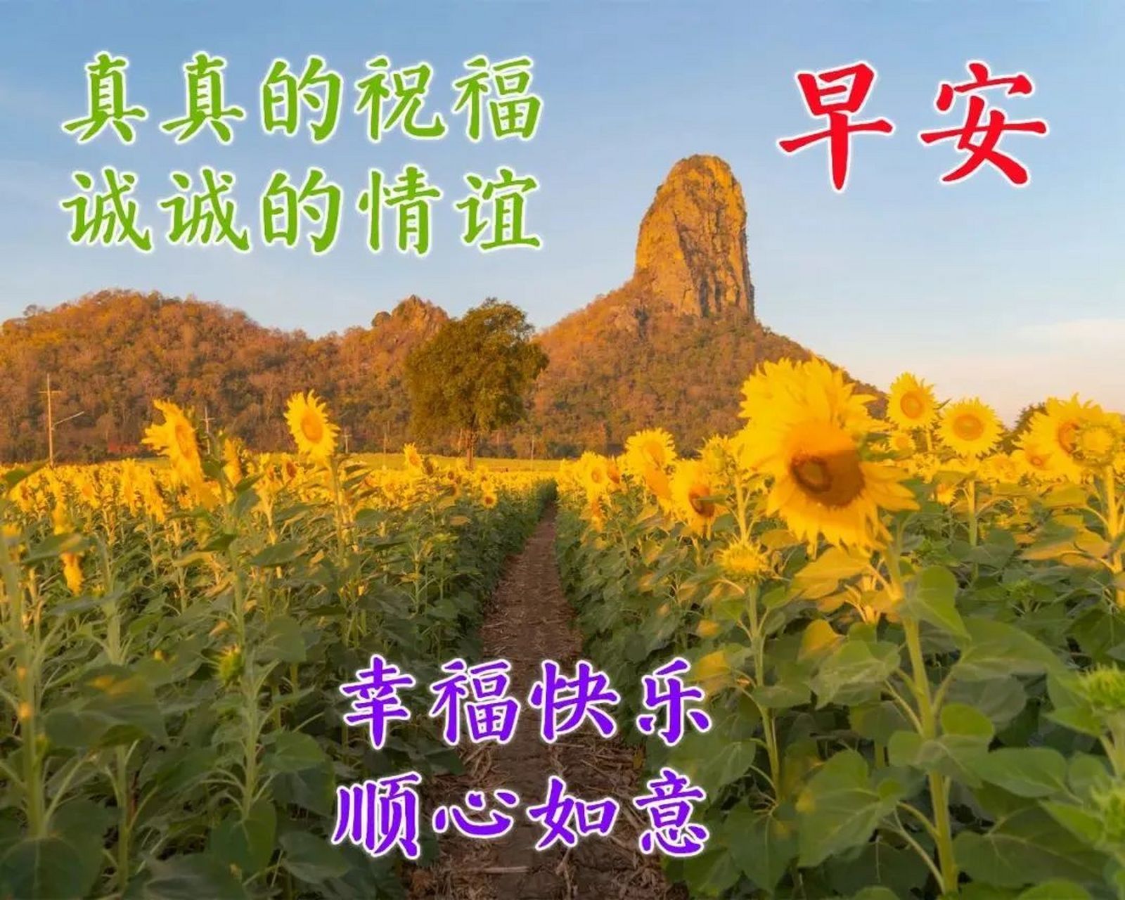 早晨好 阳光灿烂图片