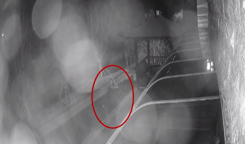 看他馋的!八旬老翁偷锦鲤晒鱼干,价值5万啊