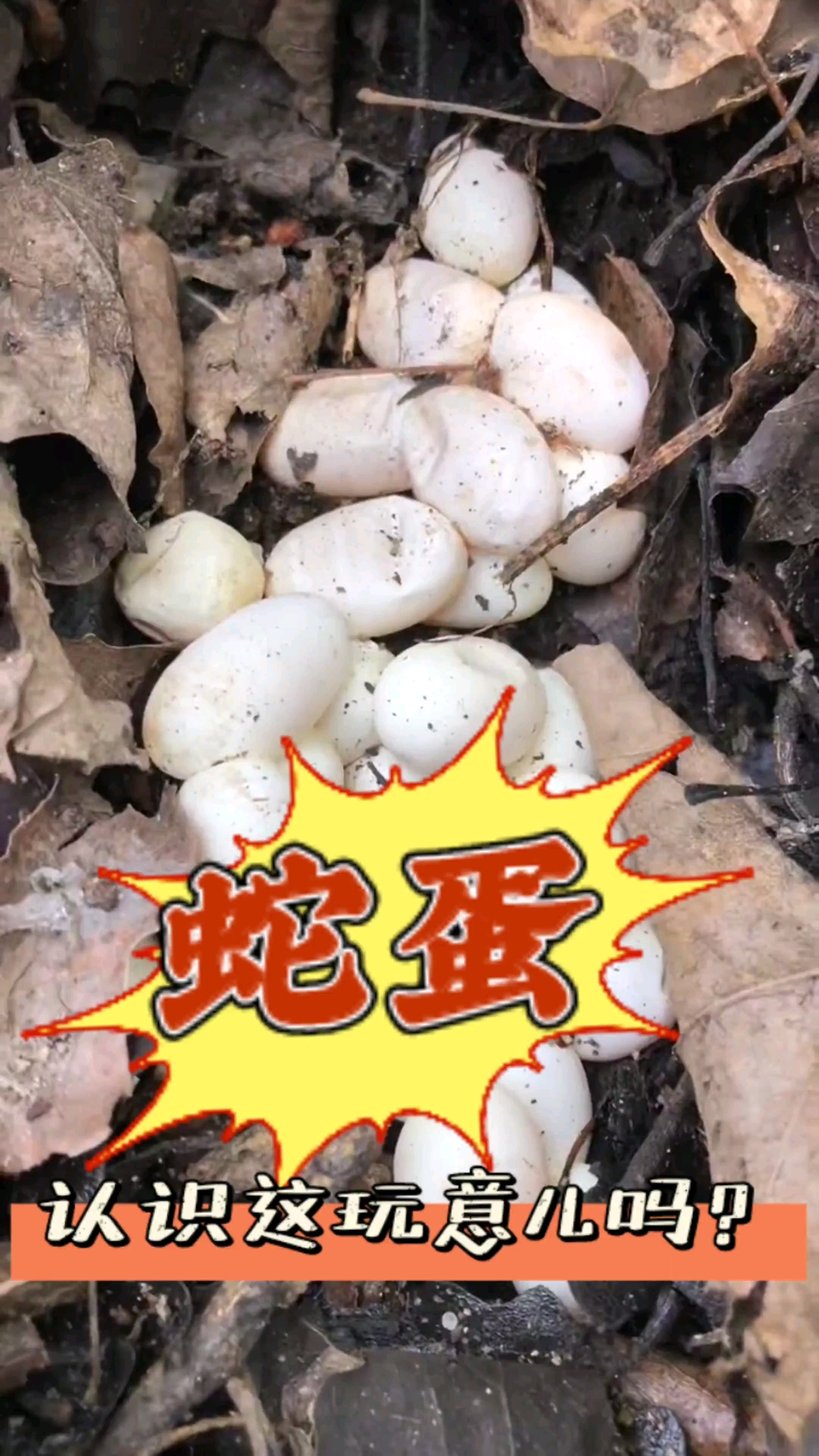 蛇蛋,你见过吗