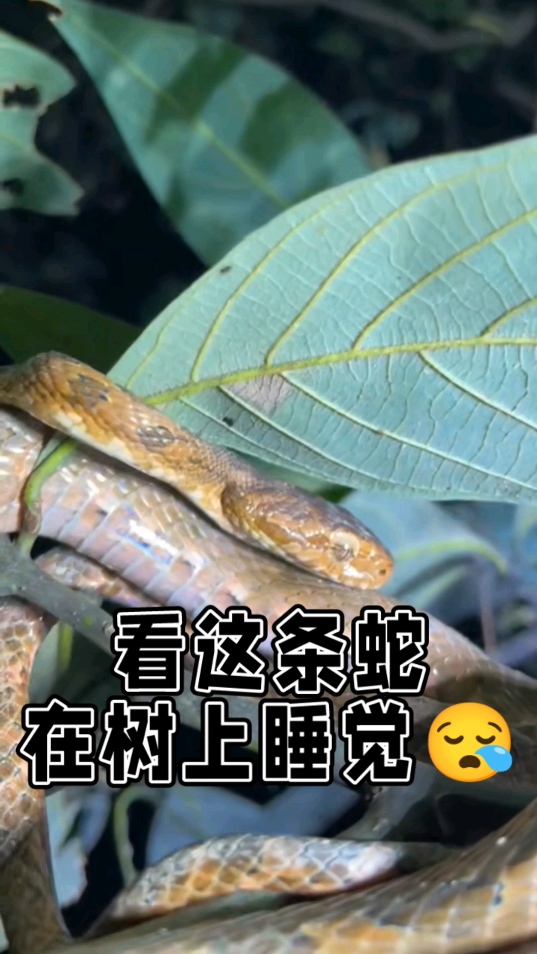 蛇会主动咬熟睡的人吗