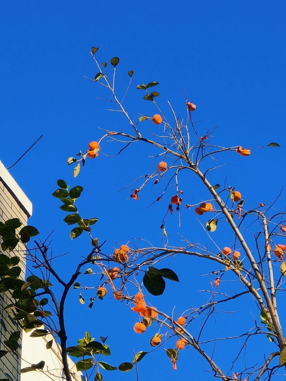 速来存图,最美秋景!