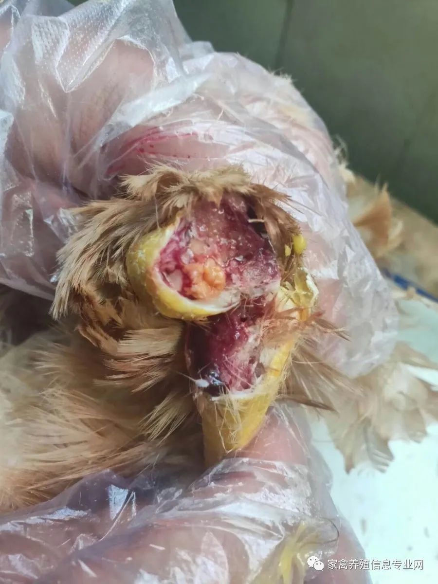 近半年以来, 全国地区产蛋鸡瘫痪现象逐渐增多, 症状与产蛋鸡缺钙瘫痪