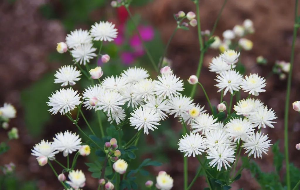 雪山鼠尾草白色系:雪山鼠尾草,瓣蕊唐松草,槟菊△光辉岁月向日葵