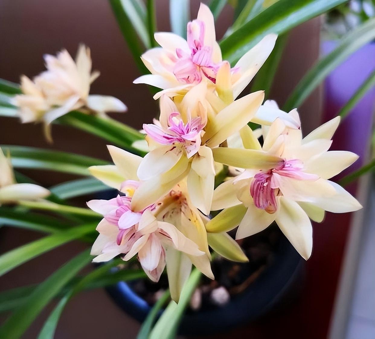 富山奇蝶兰花,花期长,花姿高雅,新手也能养