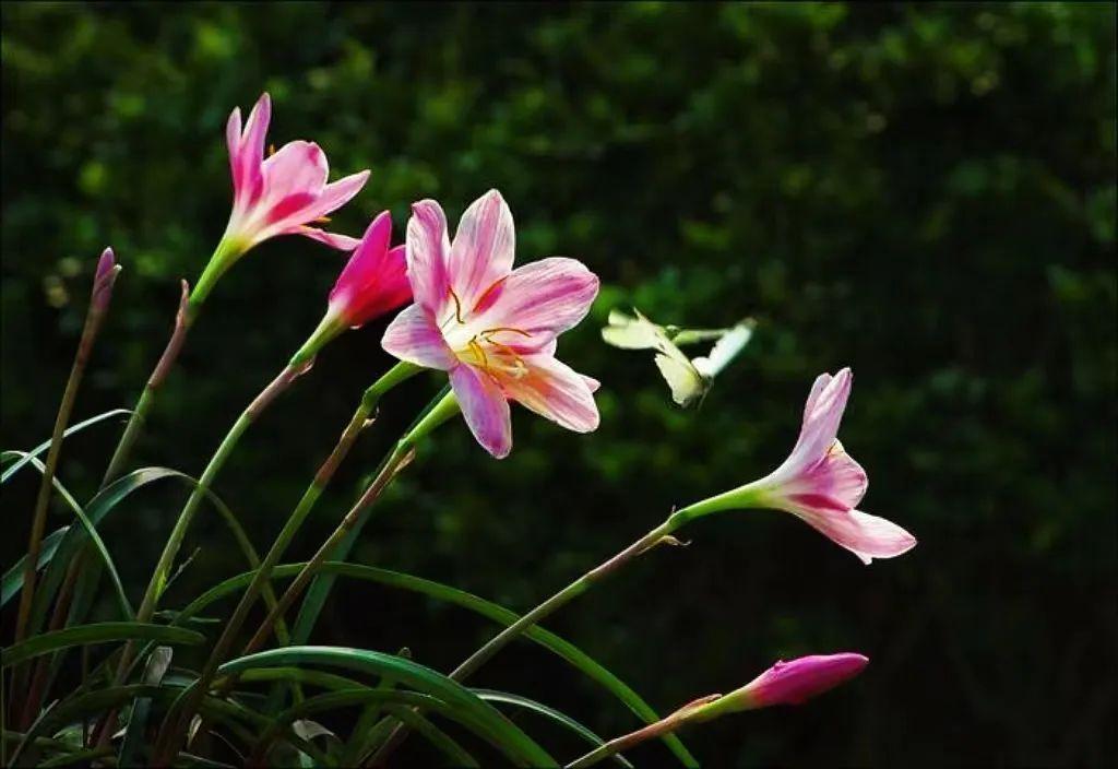 一下雨就开花 怒江资古朵村的风雨花好美