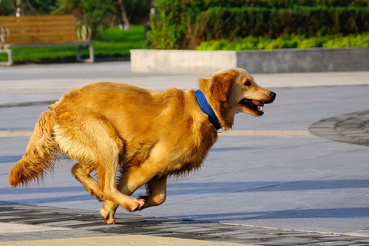 狗狗突然疯了似的,满屋乱跑,原因有这几点