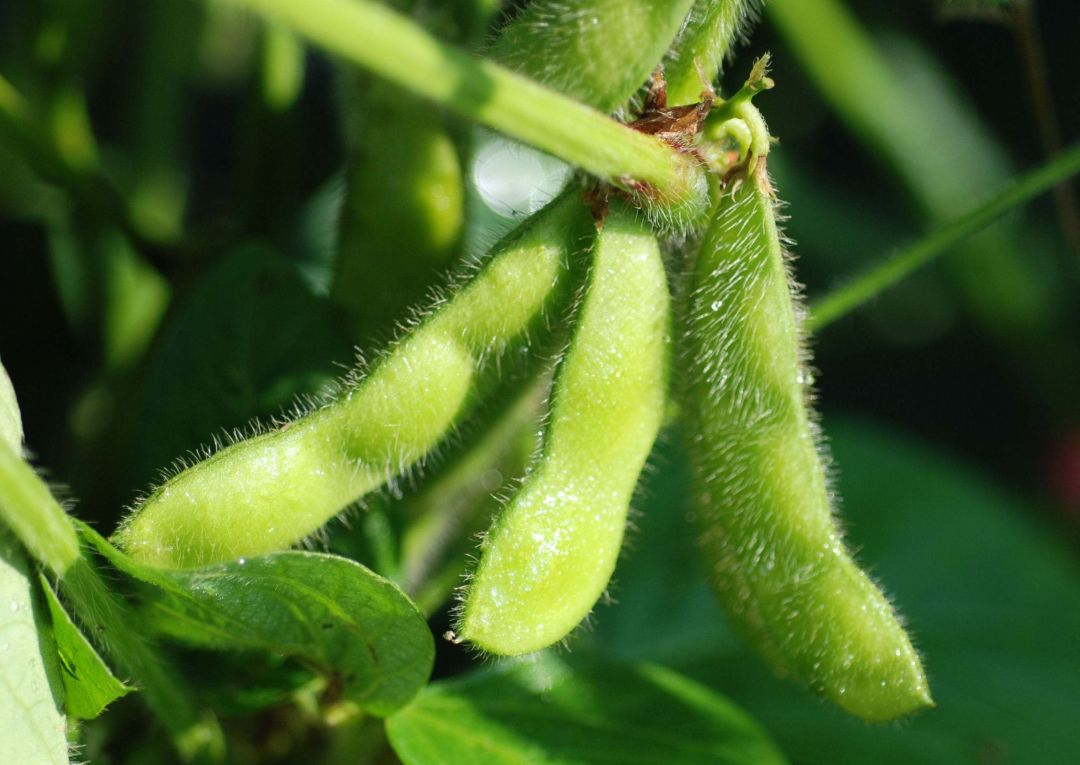 大豆种植,科学选种是关键,同时也要做好病虫害的防治