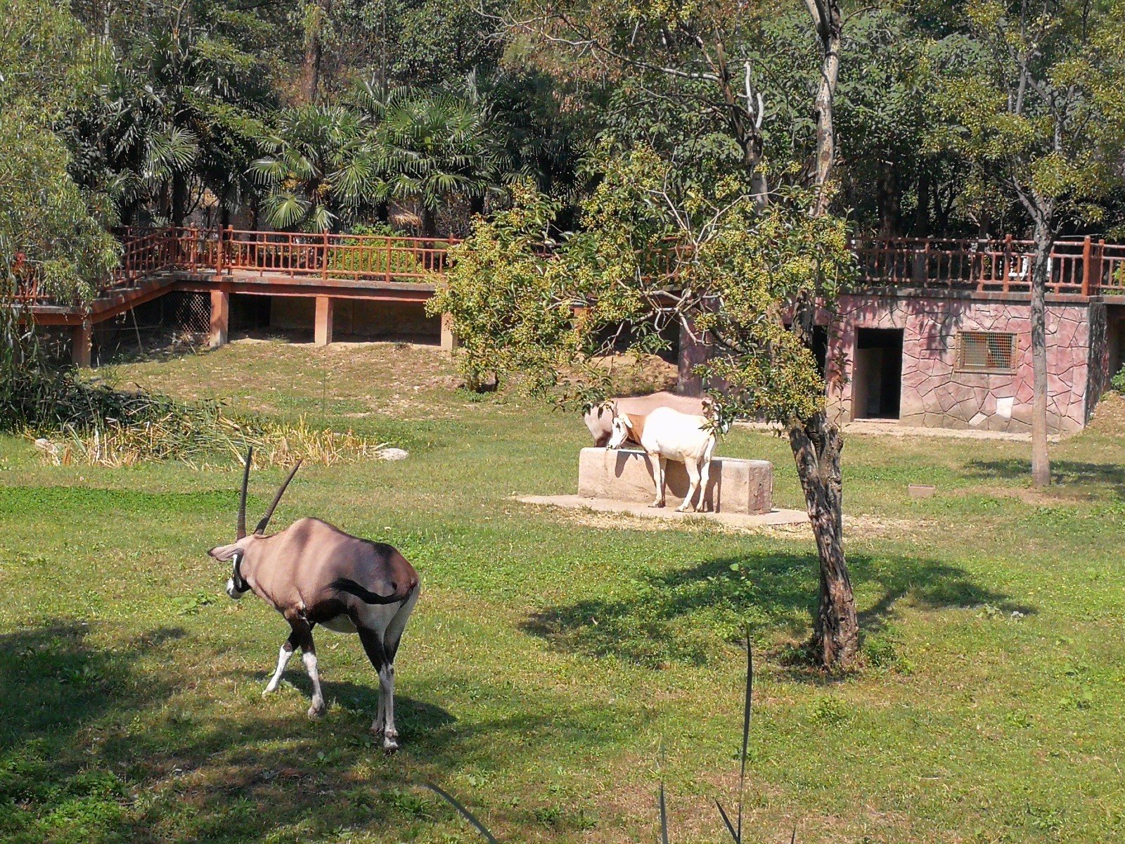 揚州茱萸灣動物園之風景