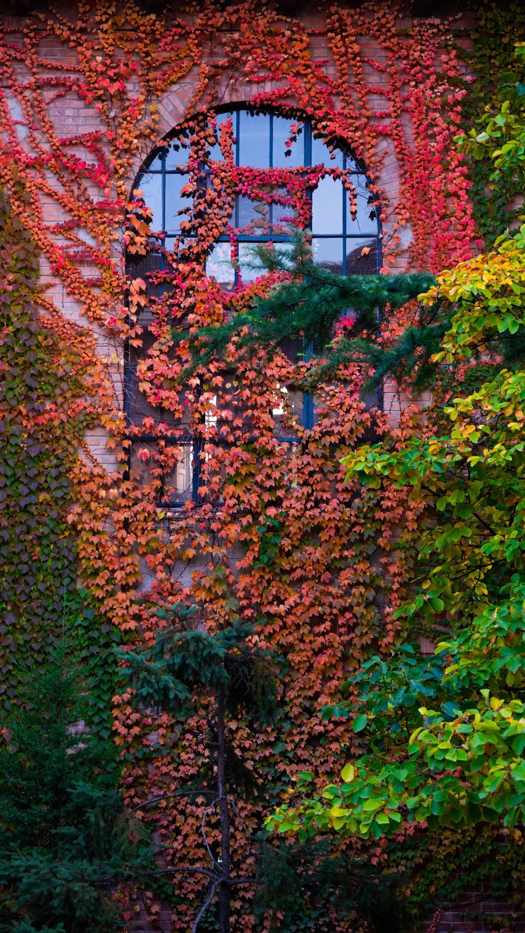 清华大学的秋:噢!叶!