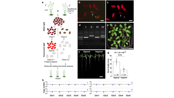 中国农业大学陈绍江教授团队实现双子叶植物单倍体诱导技术突破!