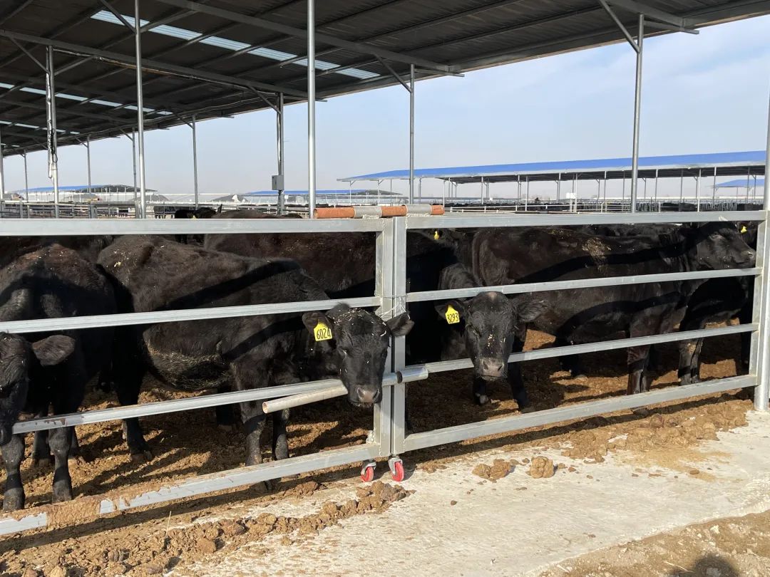 国产安格斯牛肉走上餐桌