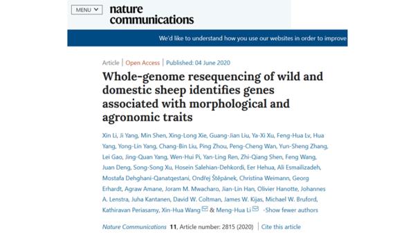 中国农大李孟华教授团队在探索绵羊驯化及尾脂形态等表型性状的遗传
