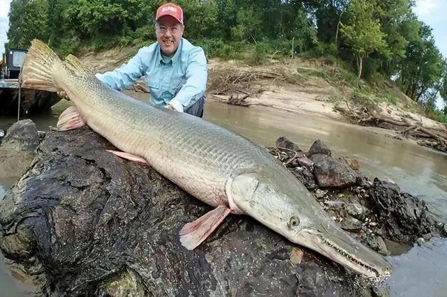 为何美国有人吃鳄雀鳝?