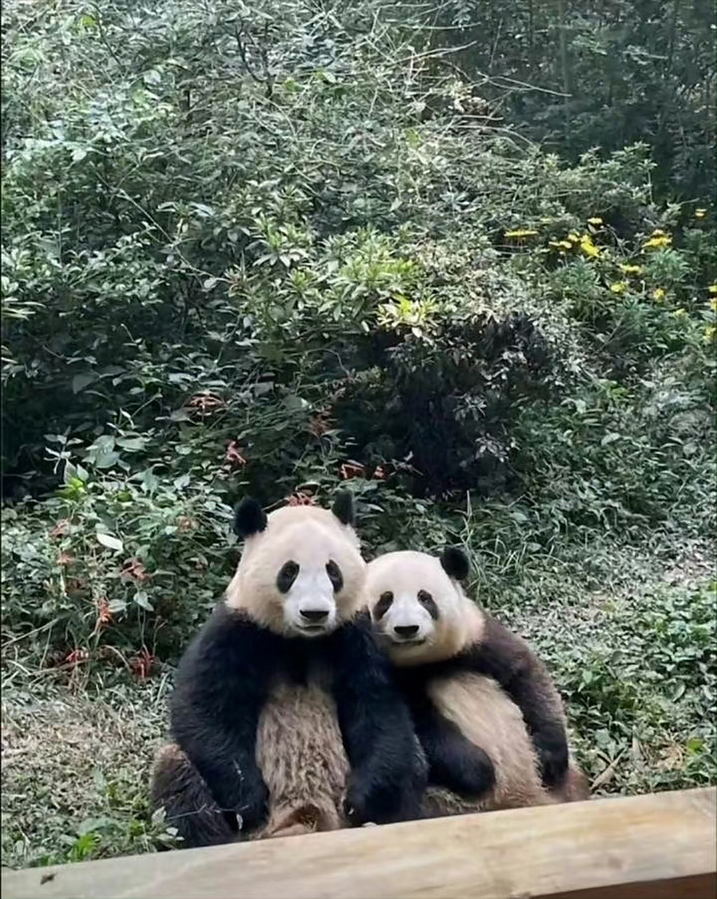 因为今天,成都熊猫基地的"和花"和"和叶"姐弟俩迎来了3岁的生日.