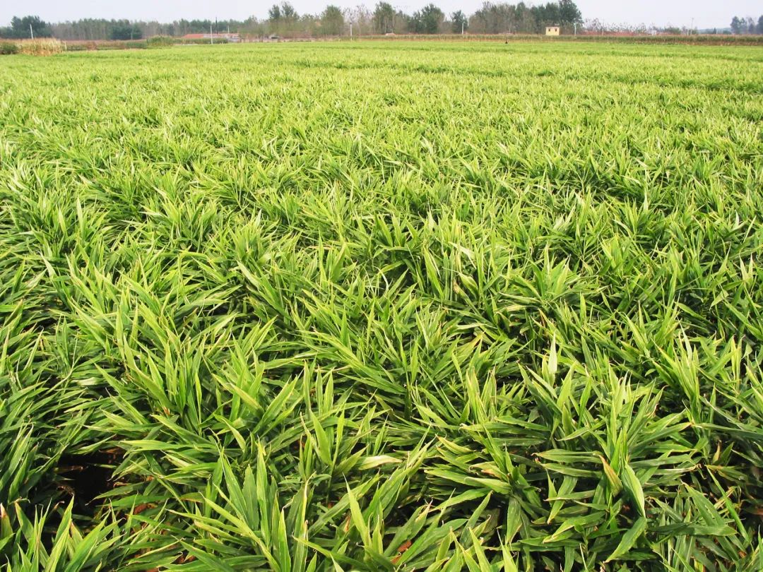 生姜植物图片大全大图图片