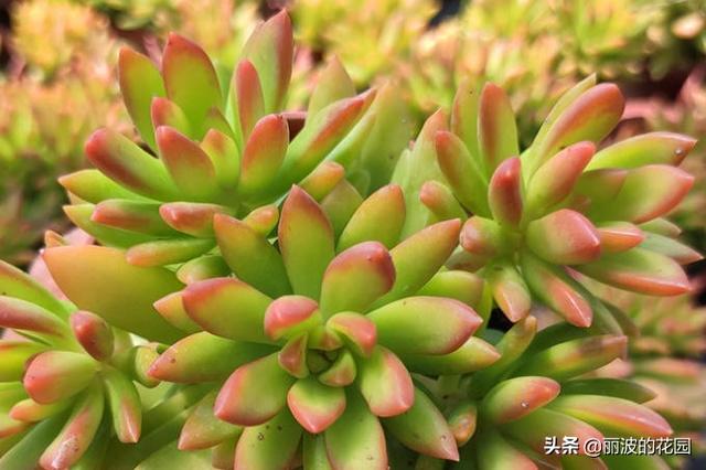 加州落日是一种黄色系列多肉,出状态红黄色很好看的多肉,易群生