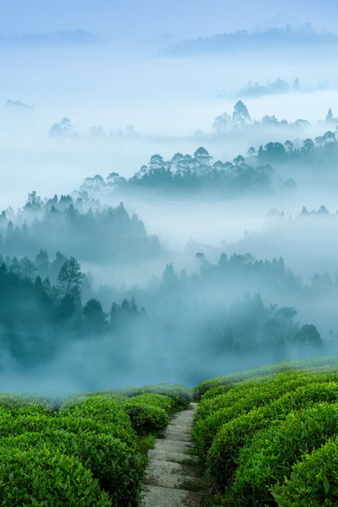 极致的鲜爽春天,为什么"只此青绿"?