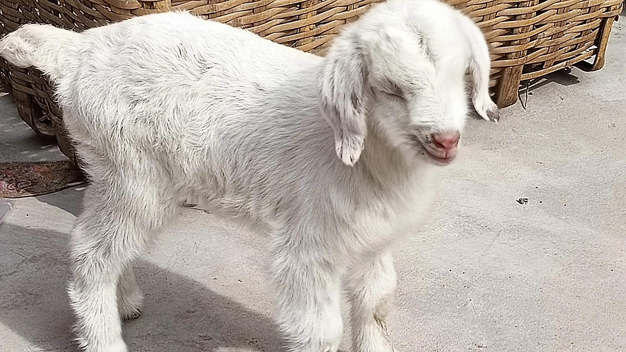 人羊情未了"大耳朵图图"趴在春天的阳光里