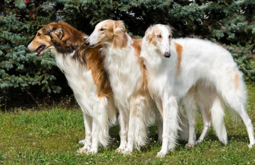 颜值即正义!最优雅高贵的猎犬—波索尔犬!