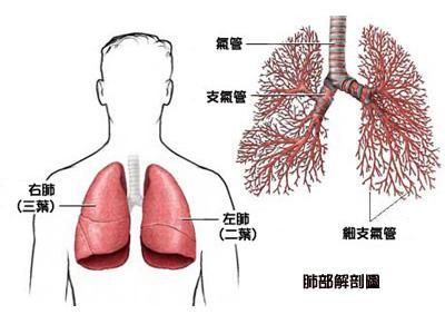 肺癌早期症状能治好吗图片