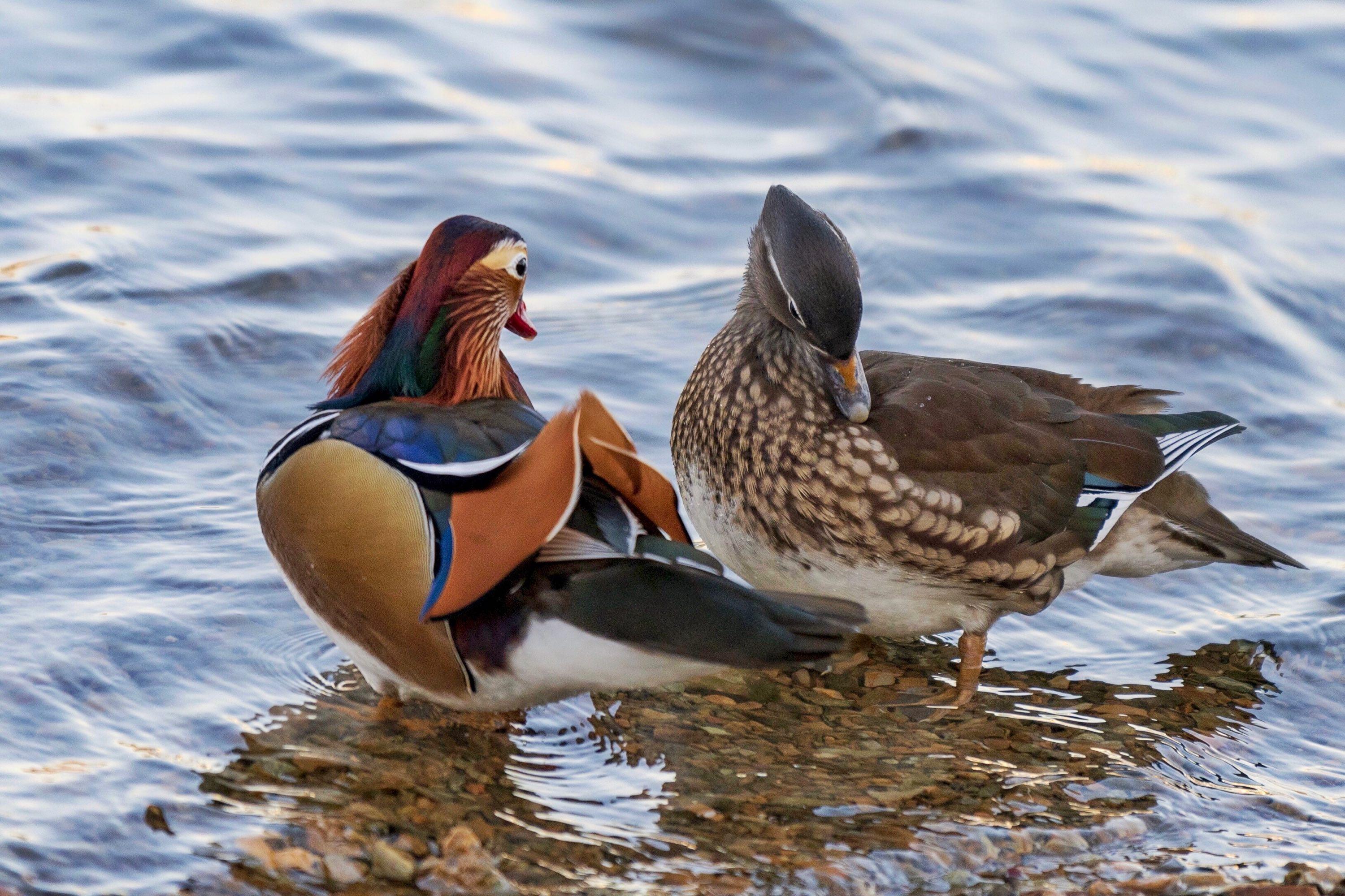 《说文解字》第749课:细说"鸳鸯"