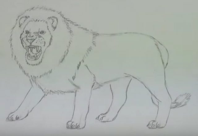 狮子的素描